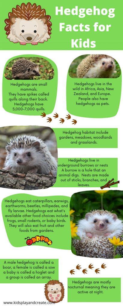 hedgehog fact file|hedgehog fact file for kids.